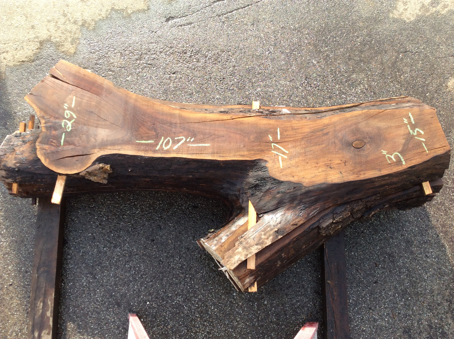 Claro Walnut, Light sapwood jacket piece