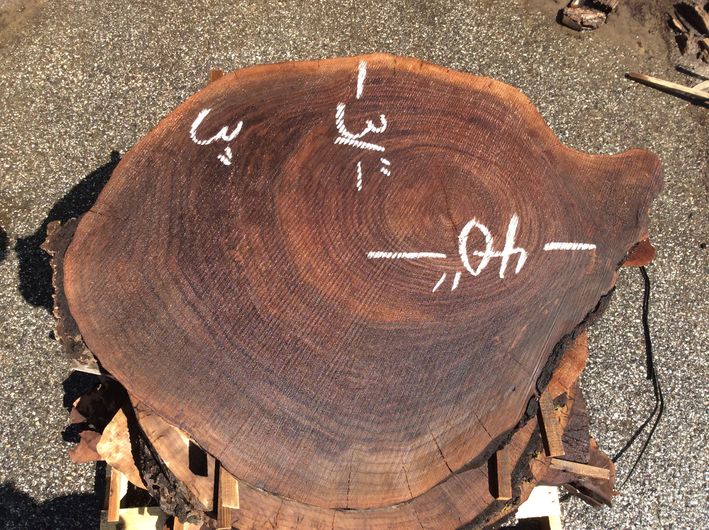 Claro Walnut, Large cookie nice color