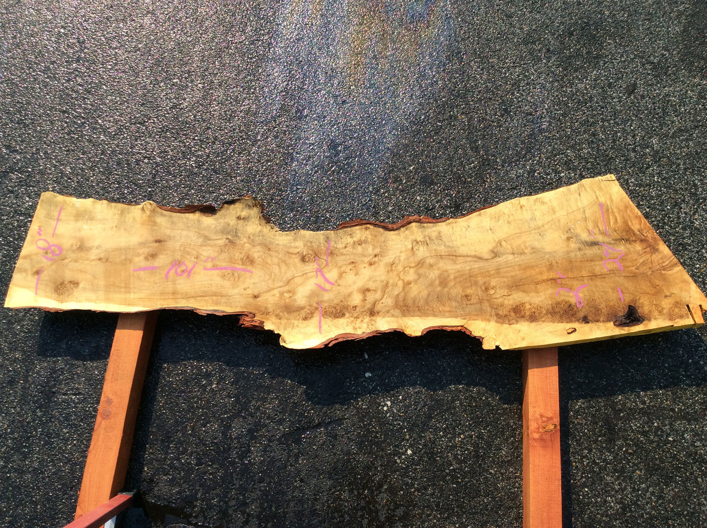 Silver Maple, Arched Cut