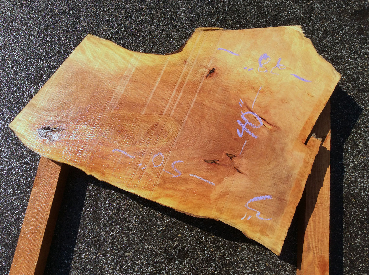 Crotch Wood, California Sycamore